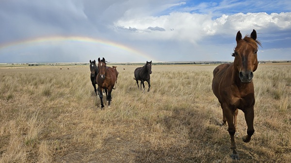 Horse coming home from pasture