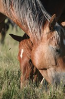 horse grazing 2