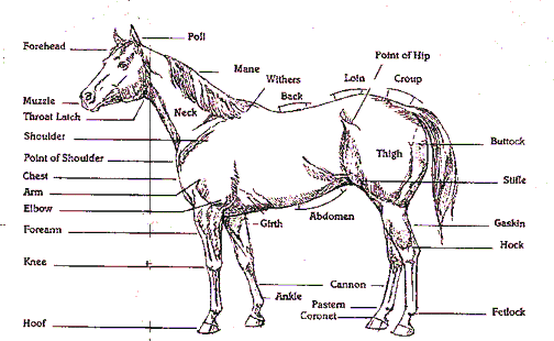 HorseAnatomy