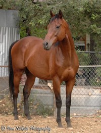 same horse with supplements