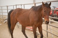 horse on hay diet only